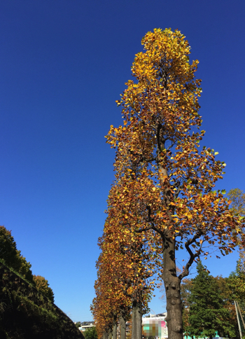 (2014.11.4 11:18撮影)