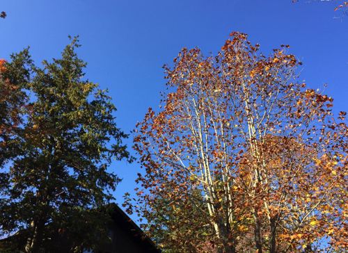 (2014.11.22 11:10撮影)