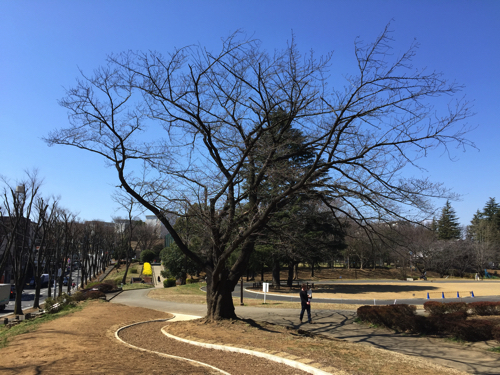 開花を待つ、公園の桜