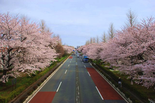 国立桜並木